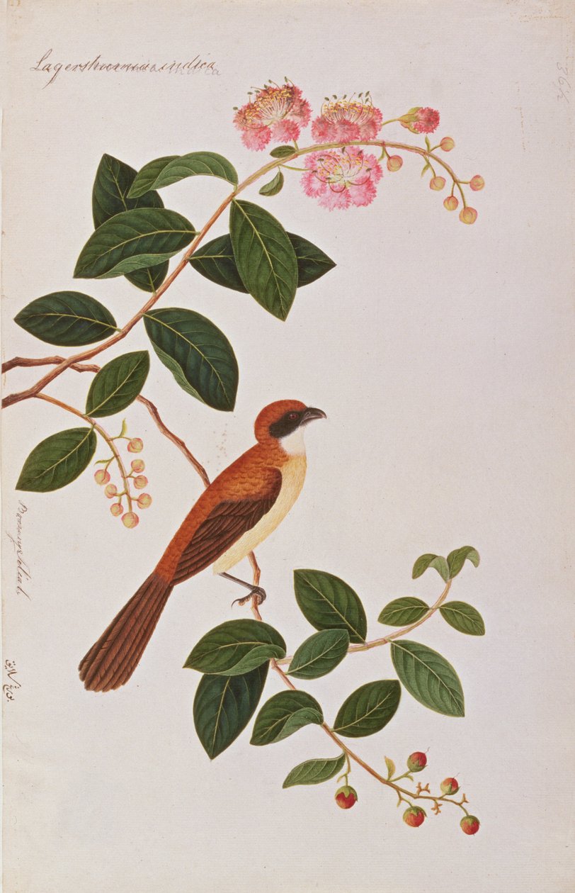 Brown Shrike, from Drawings of Birds from Malacca by Chinese School