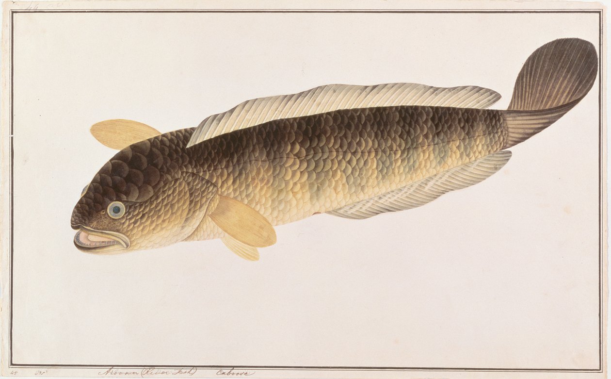 Common Snakehead, from Drawings of Fishes from Malacca, c.1805-18 by Chinese School