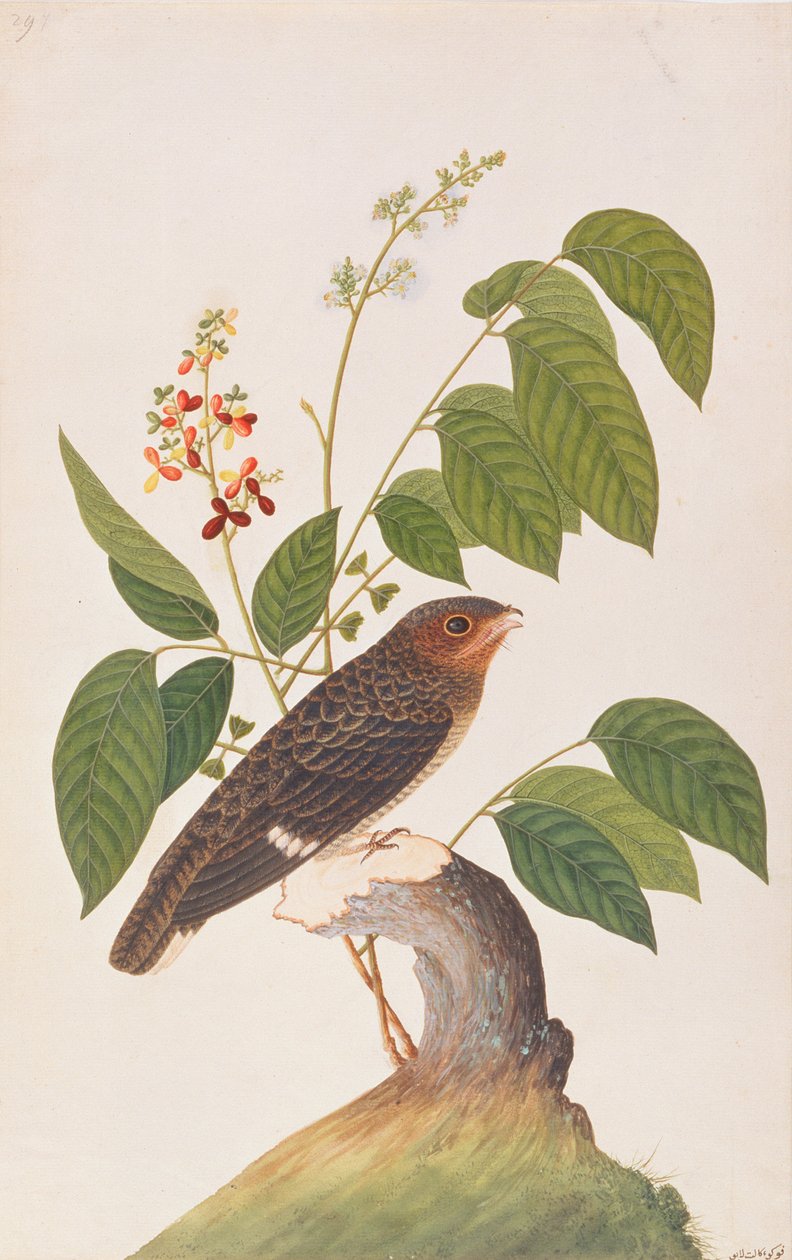 Dusky Broadbill, from Drawings of Birds from Malacca by Chinese School