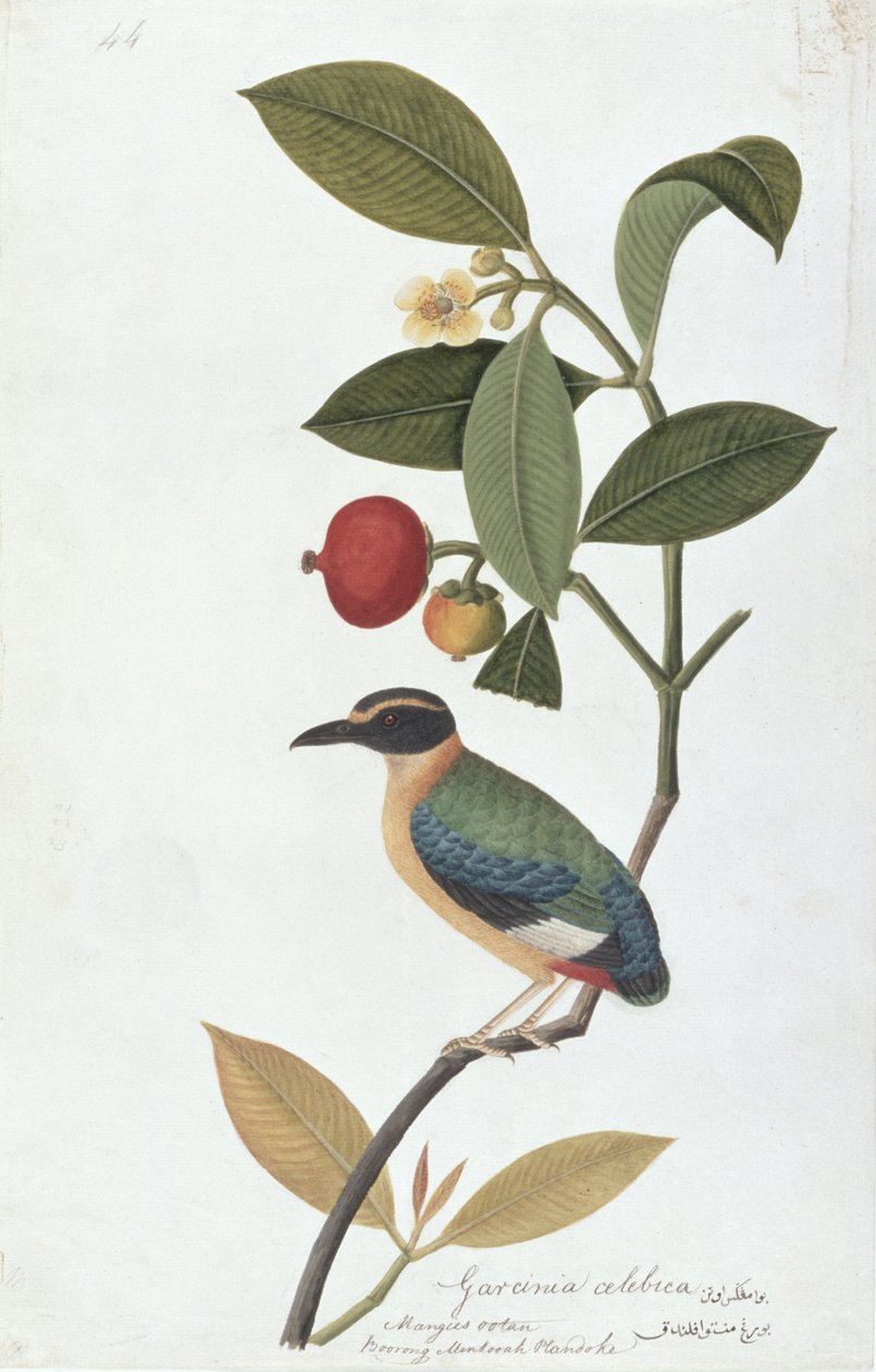 Garcinia celebica, Mangies ootan, Bourong Mentooah Plandoka, from Drawings of Birds from Malacca, c.1805-18 by Chinese School