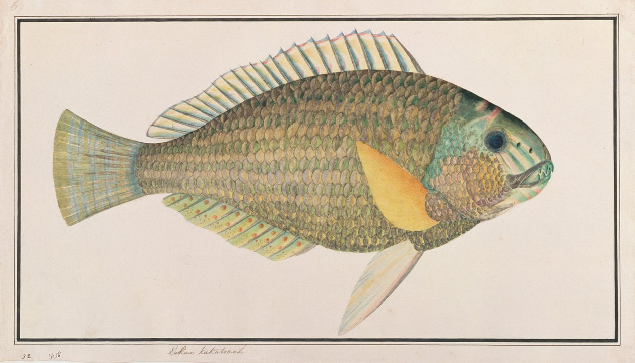 Green Wrasse, from Drawings of Fishes from Malacca, c.1805-18 by Chinese School
