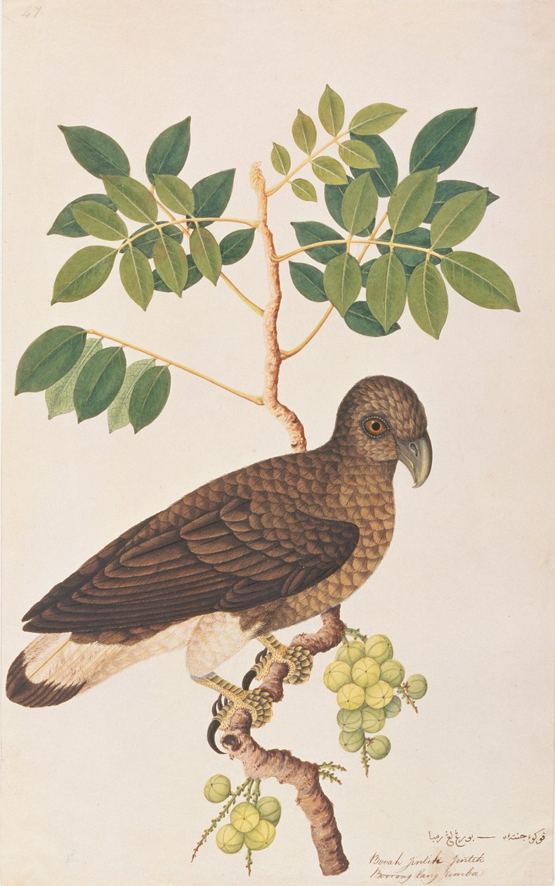 Grey-headed Fish Eagle, from Drawings of Birds from Malacca, c.1805-18 by Chinese School
