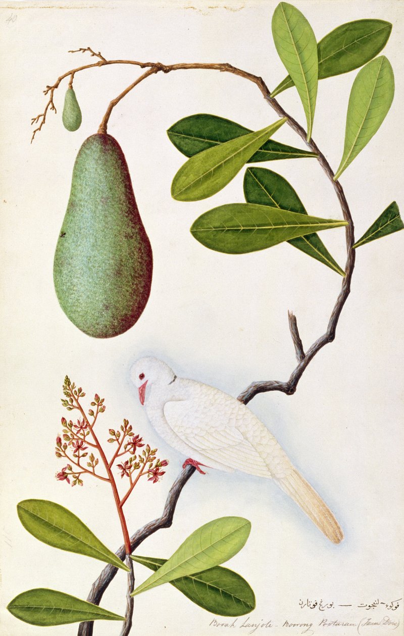 Java Dove or Boorah Poutaran, from Drawings of Birds from Malacca, c.1805-18 by Chinese School