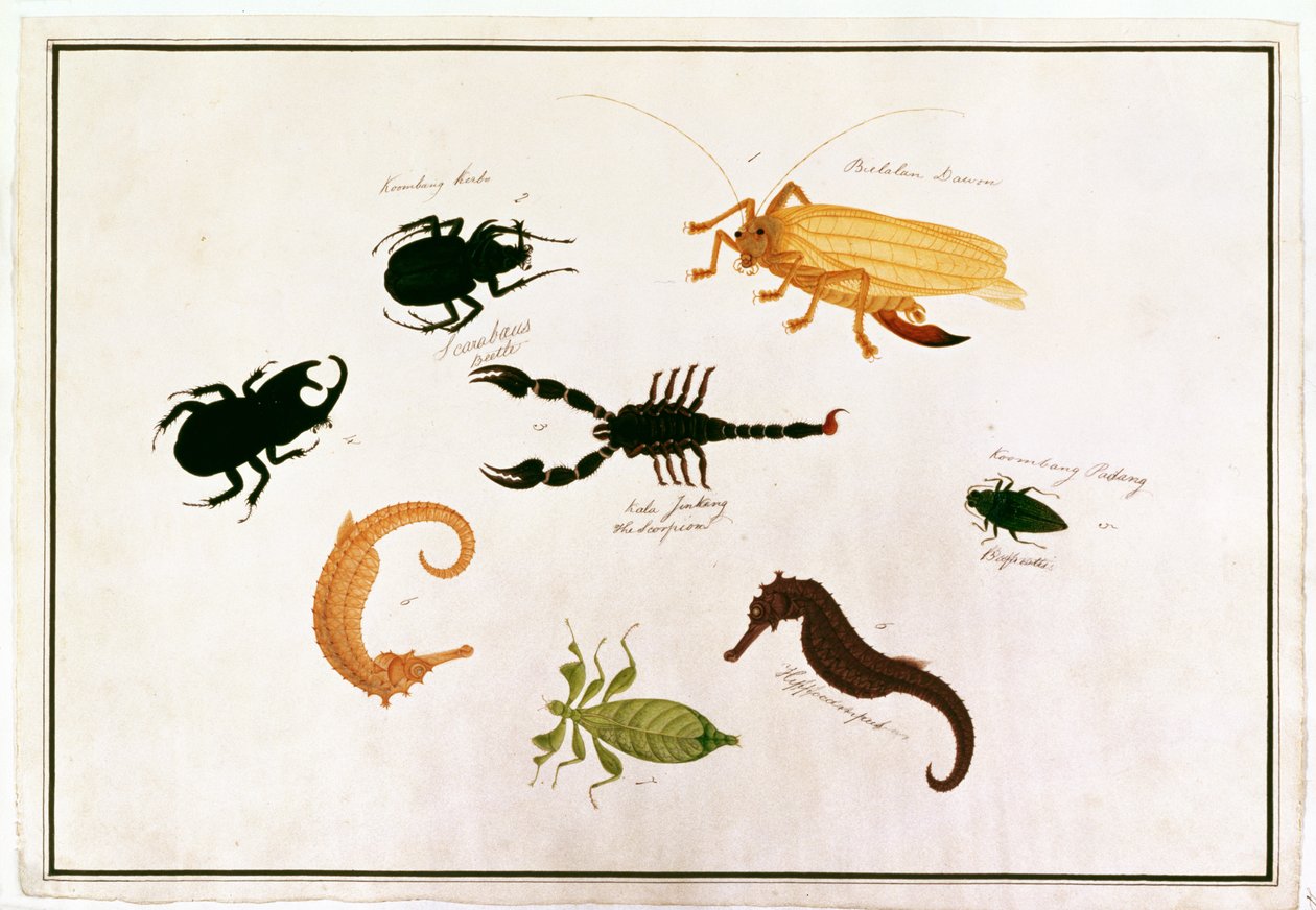 Koombang Kerbo, Bielalan Dawon, Kala Jinking, Koombang Padang, Hippocampus, from Drawings of Animals, Insects and Reptiles from Malacca by Chinese School