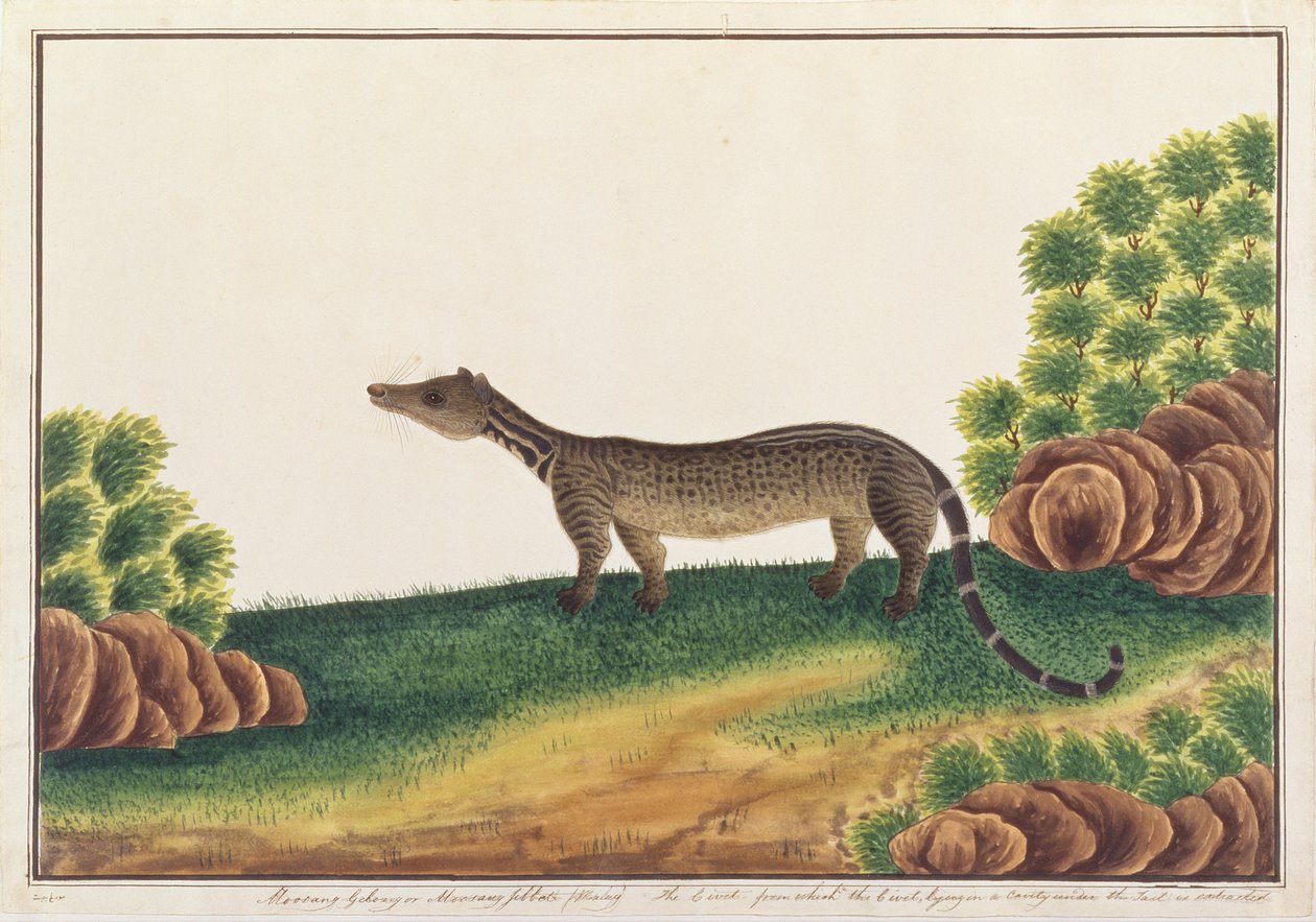 Malay Civet, from Drawings of Animals, Insects and Reptiles from Malacca by Chinese School
