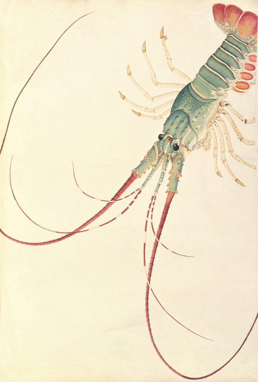 Oodang Katik la-ote, from Drawings of Animals, Insects and Reptiles from Malacca by Chinese School
