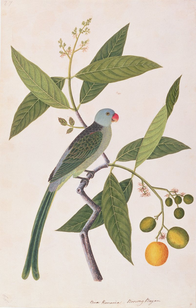 Parakeet, from Drawings of Birds from Malacca, c.1805-18 by Chinese School