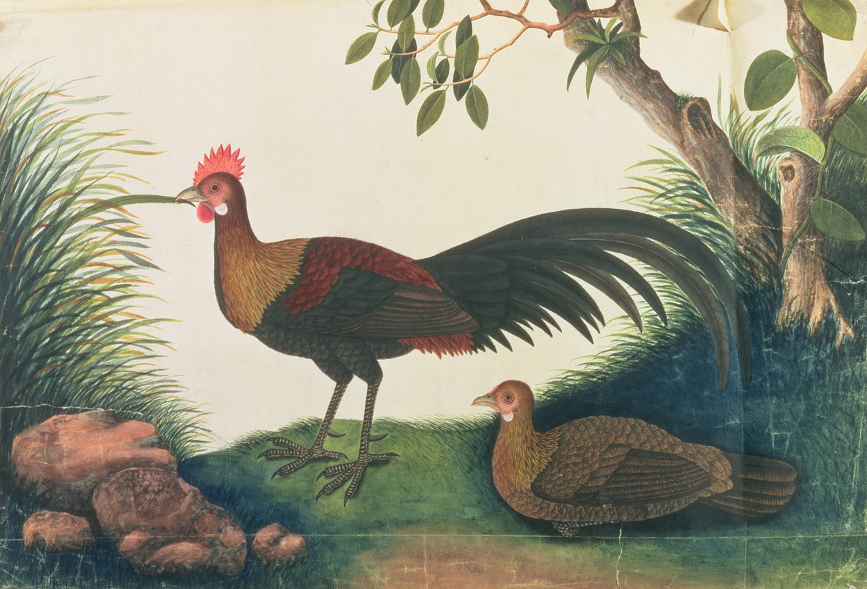 Poultry, from Drawings of Birds from Malacca, c.1805-18 by Chinese School