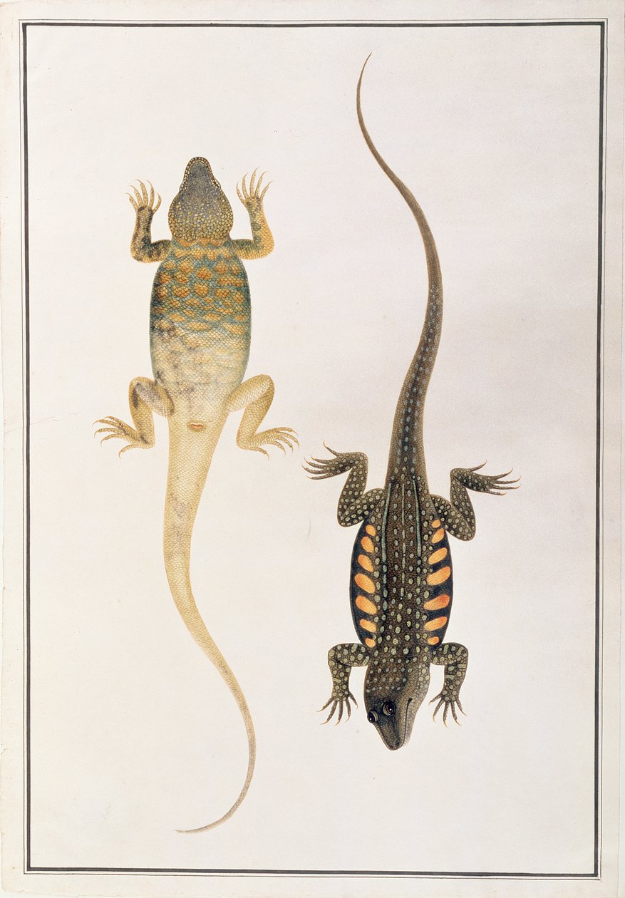 Reptiles, from Drawings of Animals, Insects and Reptiles from Malacca by Chinese School