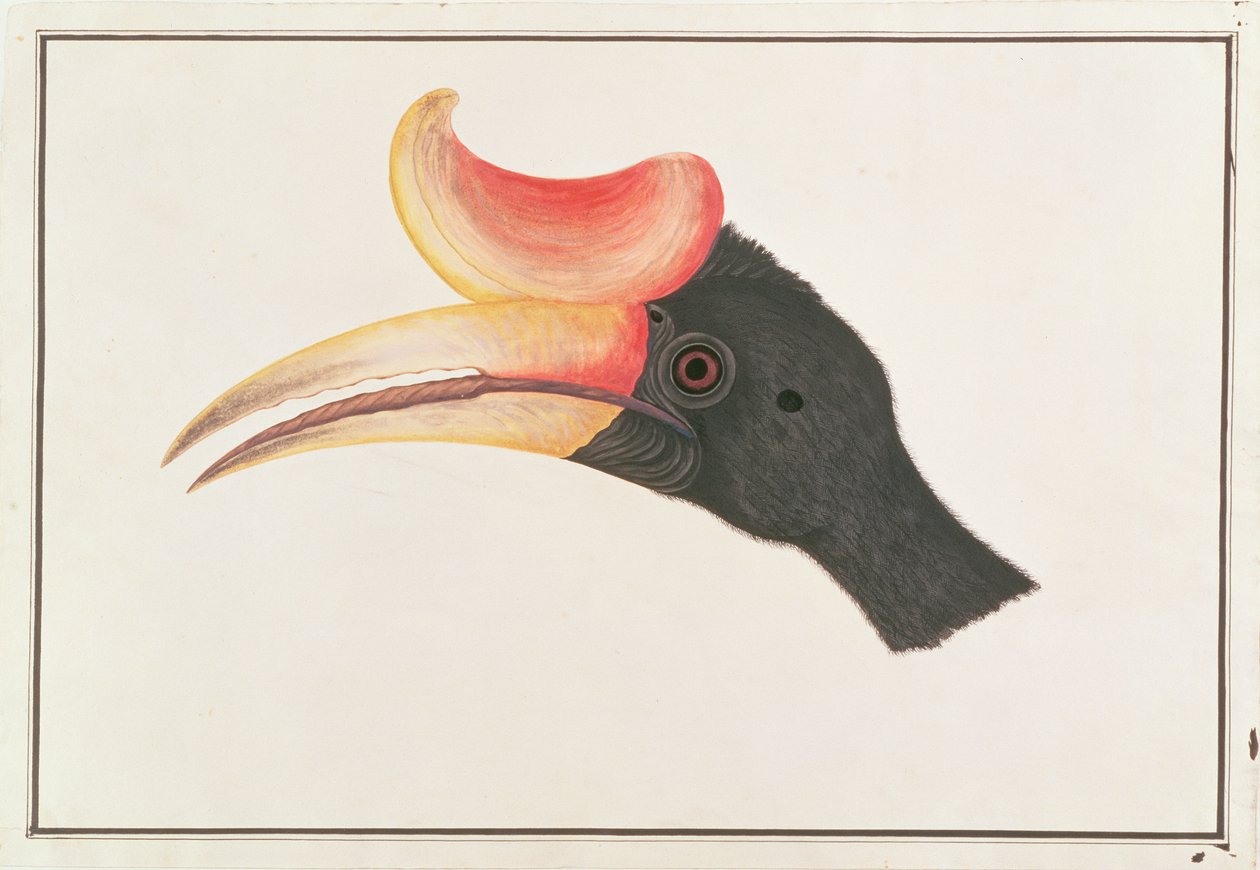 Rhinoceros Hornbill, from Drawings of Birds from Malacca, c.1805-18 by Chinese School