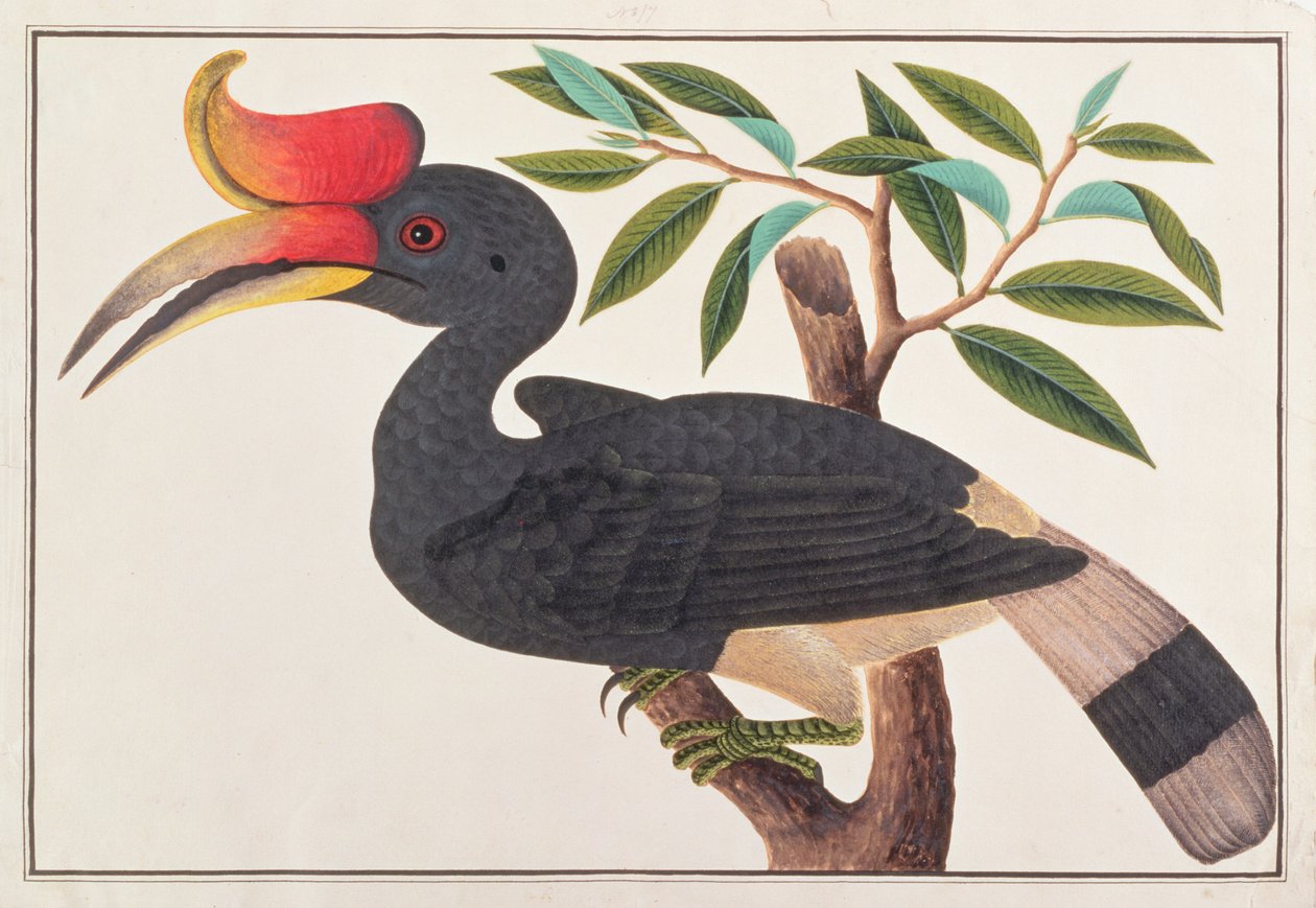 Rhinoceros Hornbill, from Drawings of Birds from Malacca by Chinese School