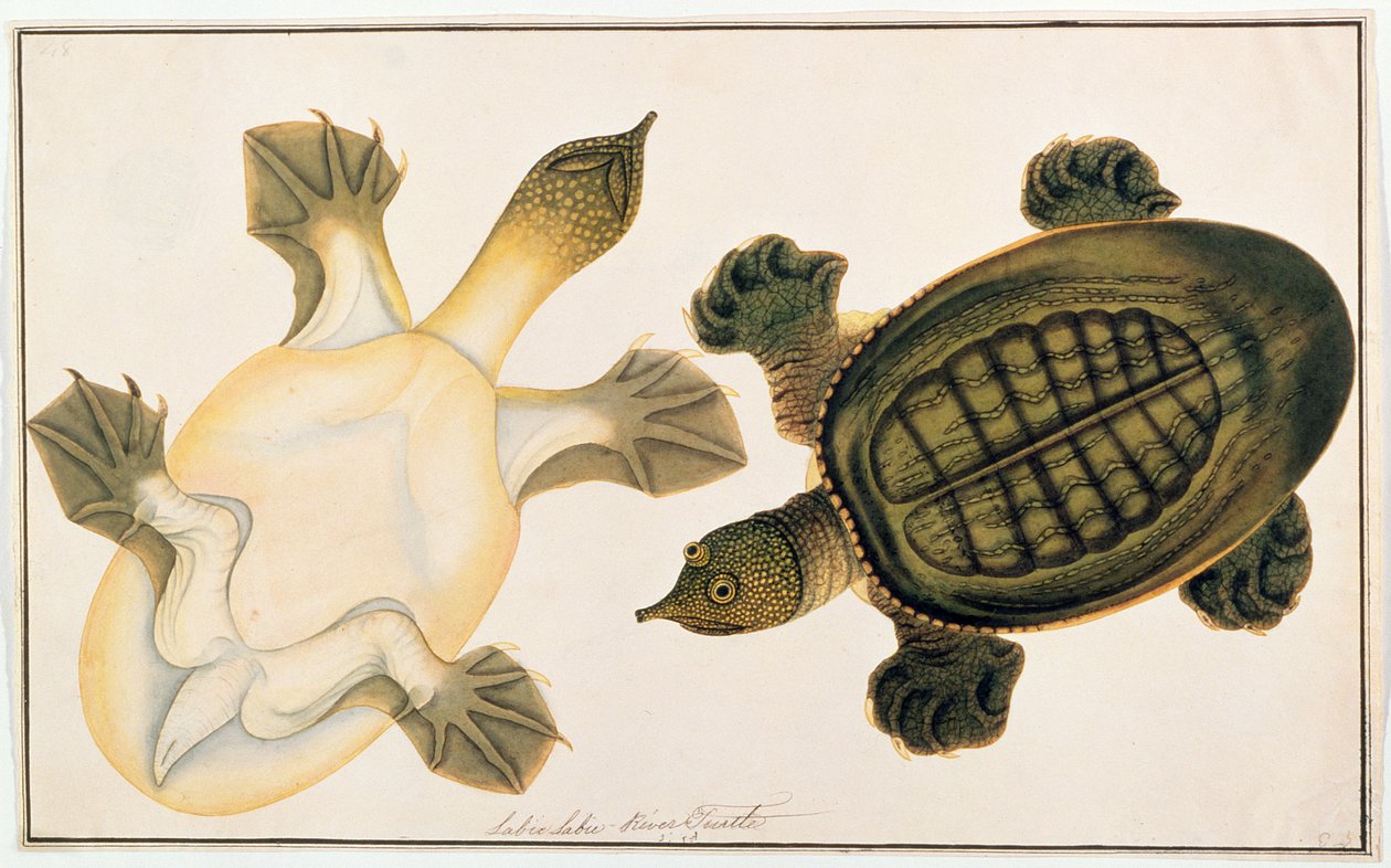 River Turtle, Labie Labu, from Drawings of Animals, Insects and Reptiles from Malacca by Chinese School