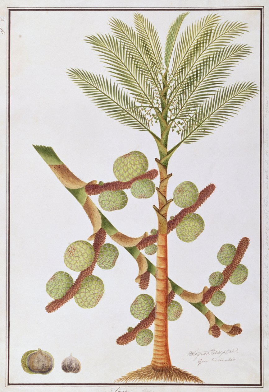 Sago, from Drawings of Plants from Malacca, c.1805-18 by Chinese School