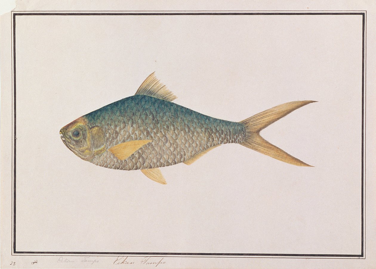 Shad, from Drawings of Fishes from Malacca, c.1805-18 by Chinese School