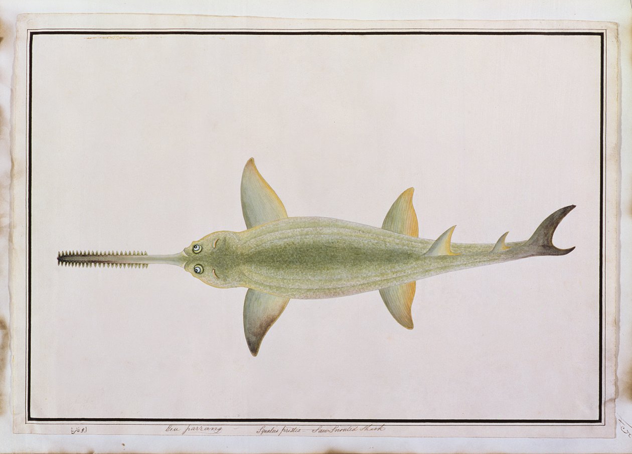 Sword Snouted Shark, Eeu parrang, Squalus poristis, from Drawings of Fishes from Malacca, c.1805-18 by Chinese School