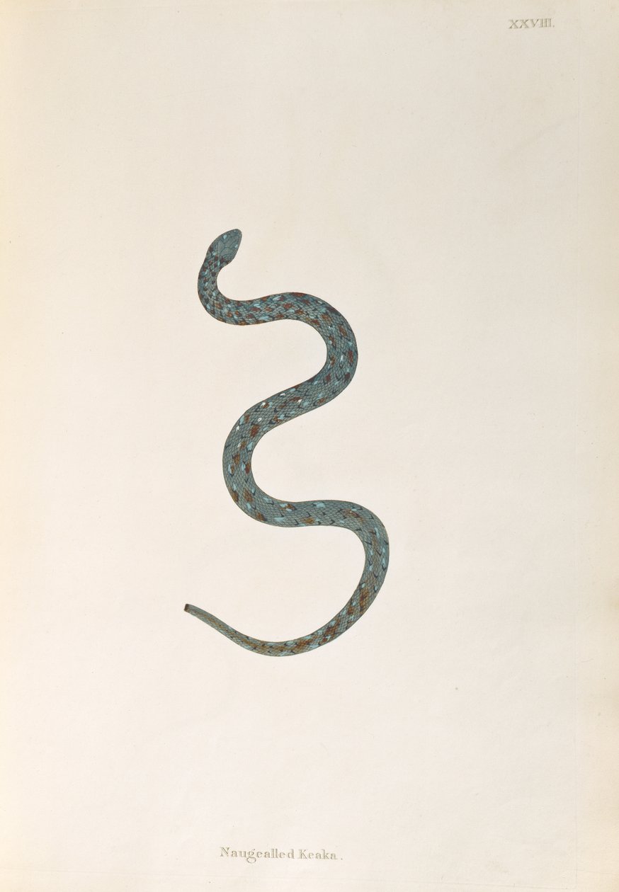 Naugealled Keaka Snake from An Account of Indian Serpents collected from the Coast of Coromandel by Patrick Russell, London, 1796 by English School