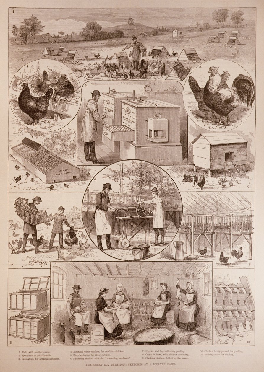 The Great Egg Question: Sketches at a Poultry Farm by English School
