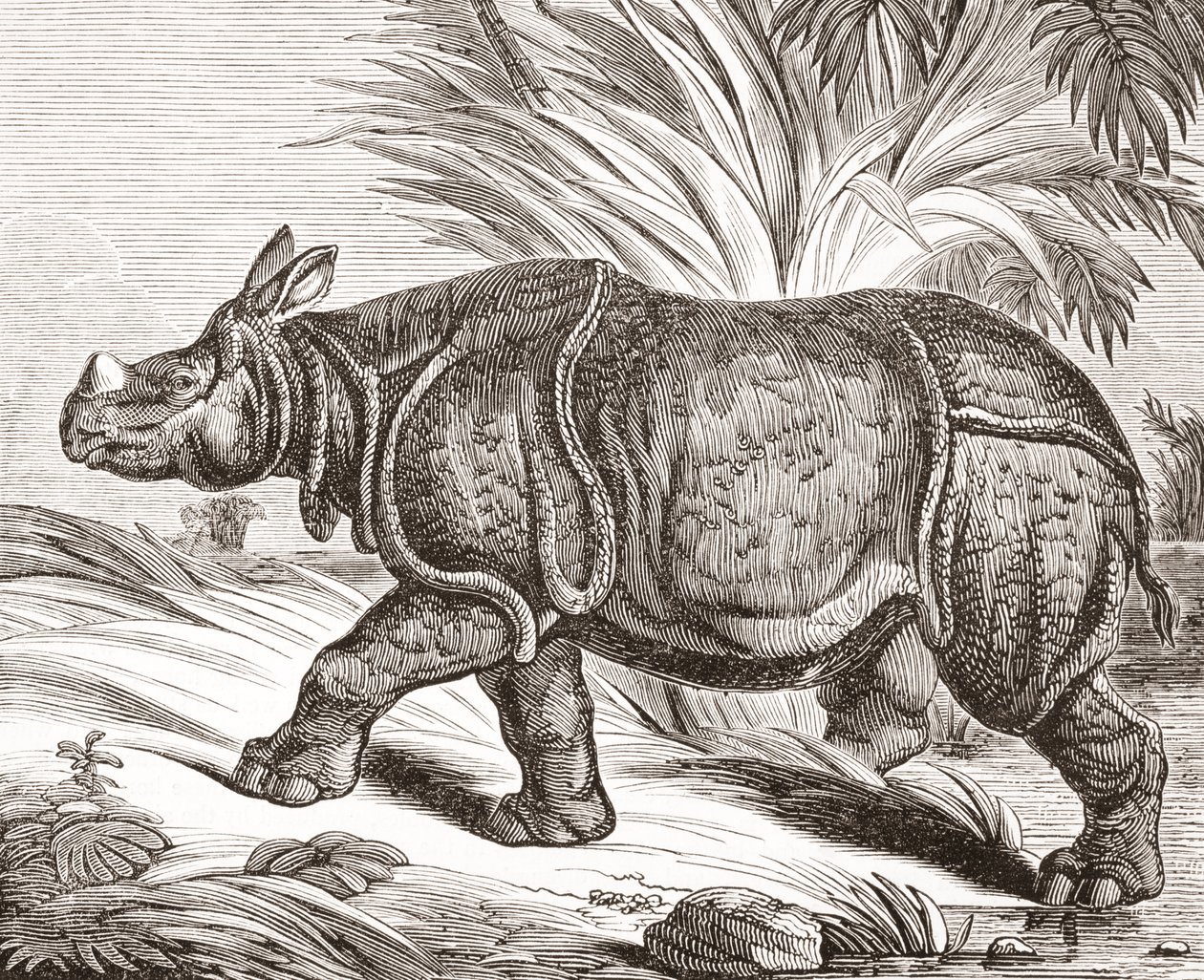 The Indian rhinoceros, or greater one-horned rhinoceros, from The Penny Magazine, published 1834 by English School