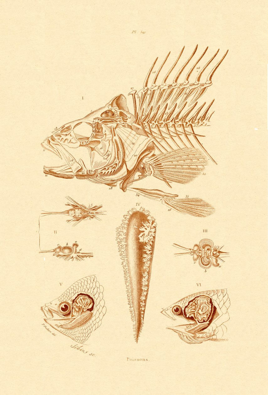Fish by French School