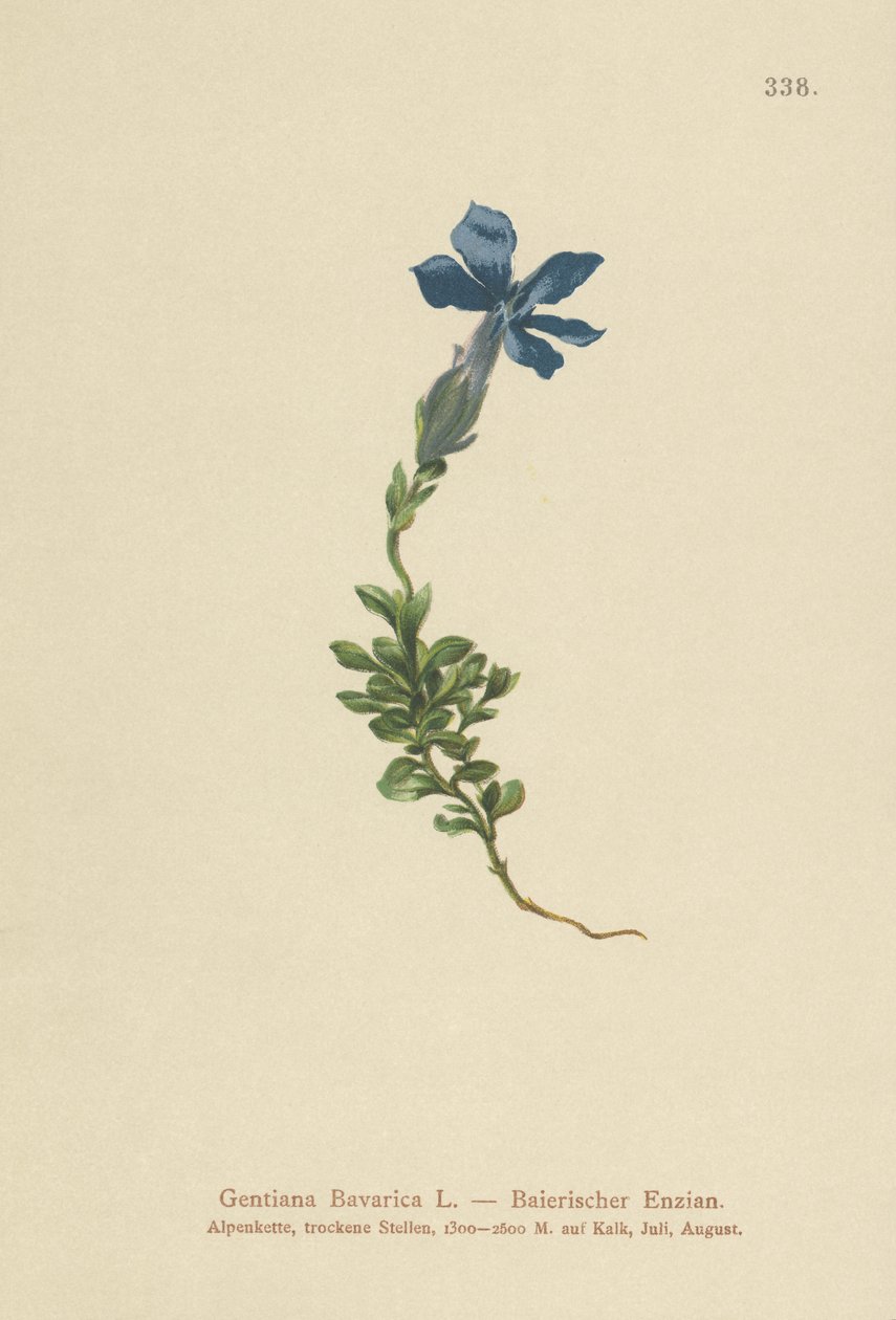 Bavarian Gentian by German School
