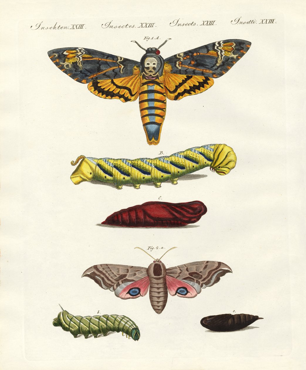 Butterflies - Twilight Butterflies by German School