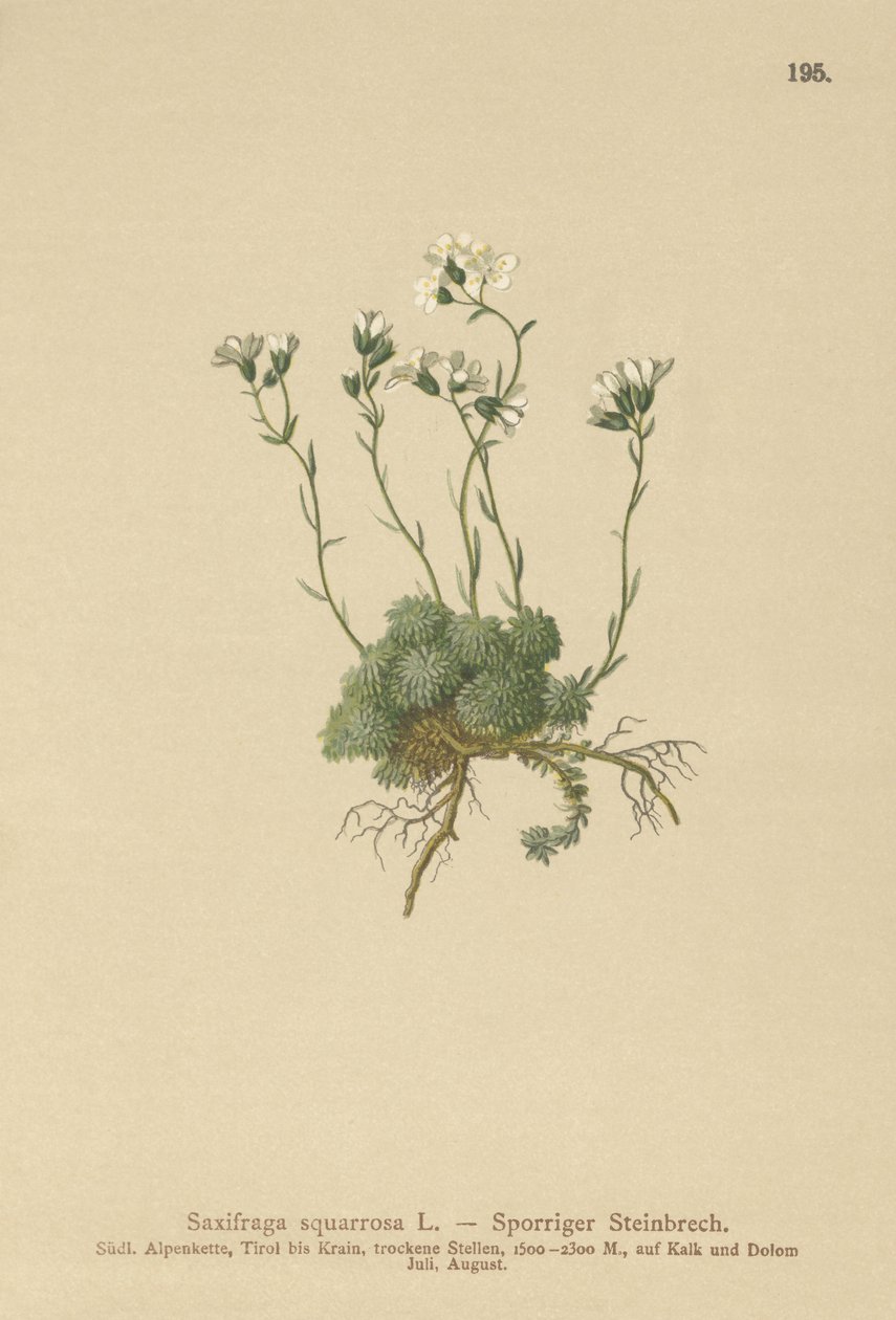 Dolomites Saxifrage by German School
