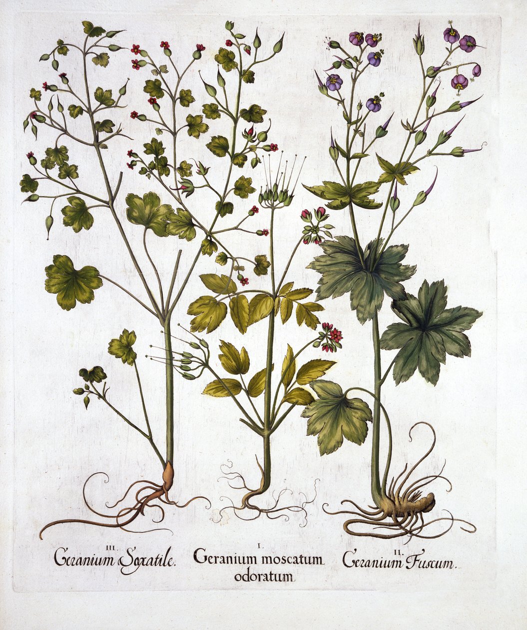 Hardy Geraniums, from Hortus Eystettensis by German School