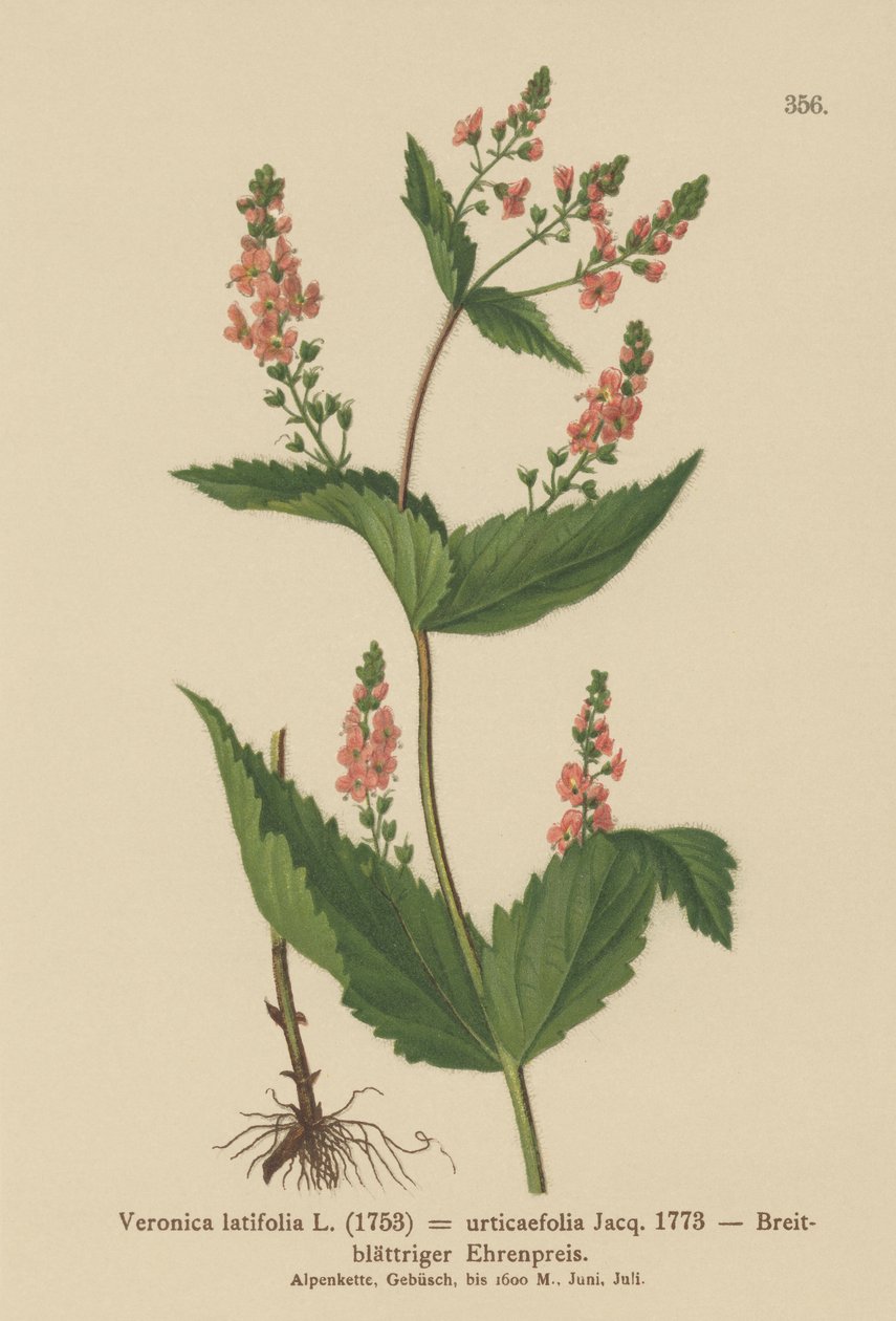 Nettle-leaf Speedwell by German School