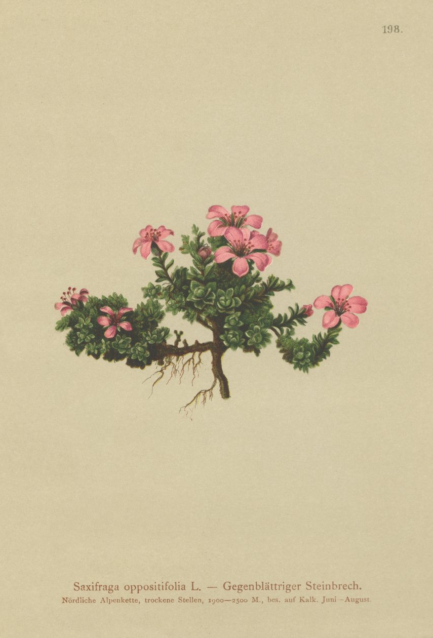 Purple Mountain Saxifrage by German School