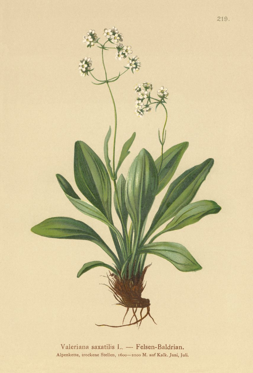 Rock Valerian by German School