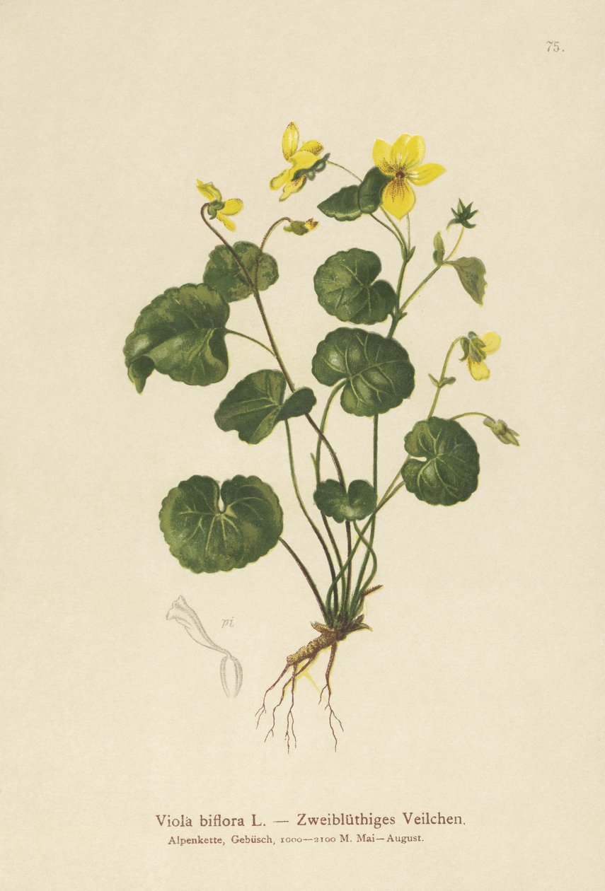 Two-flowered Violet by German School