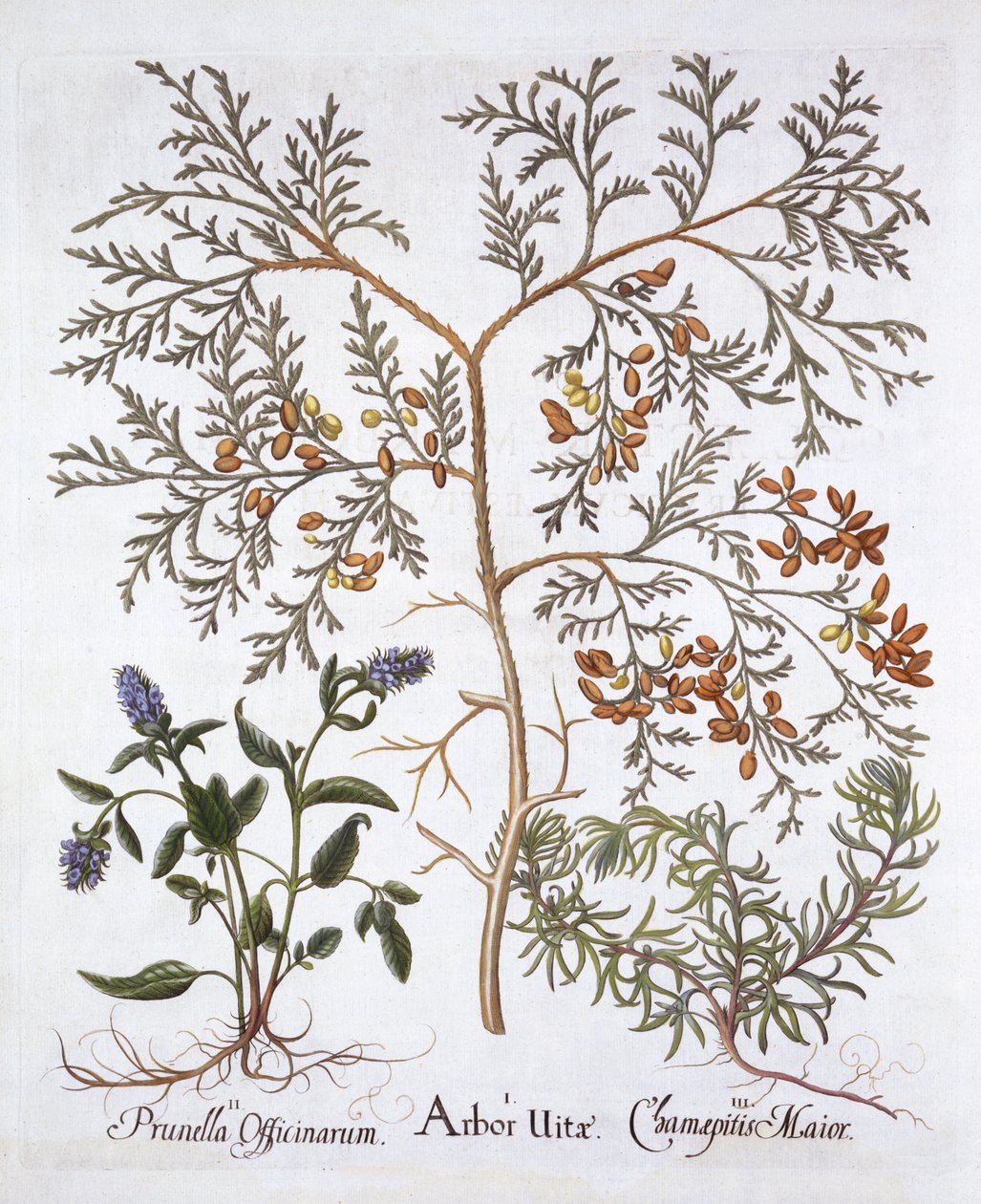 White Cedar, A Self-Heal and Yellow Bugle, from Hortus Eystettensis by German School