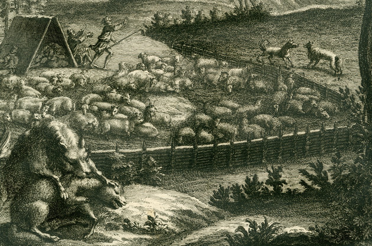 Wolf attacking a sheep, 1731 (detail) by German School