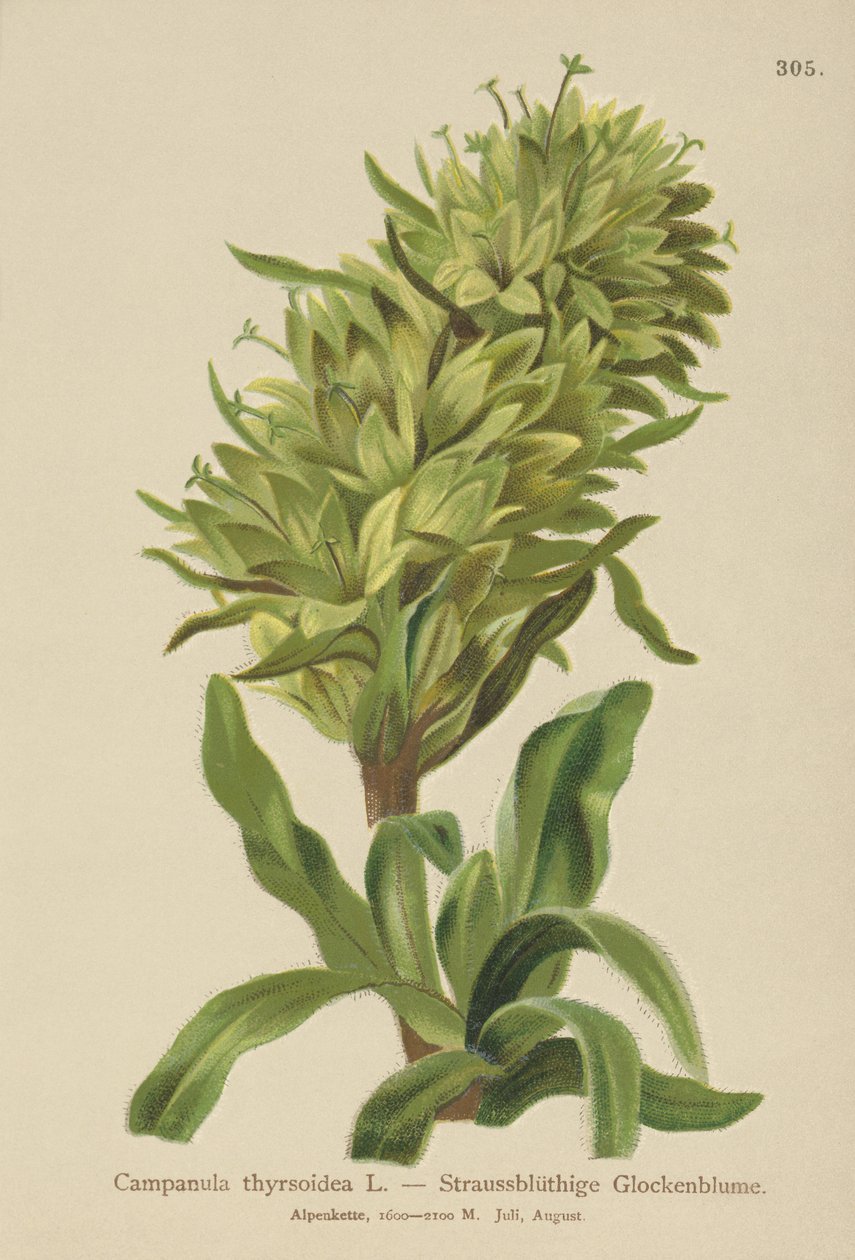 Yellow Bellflower by German School
