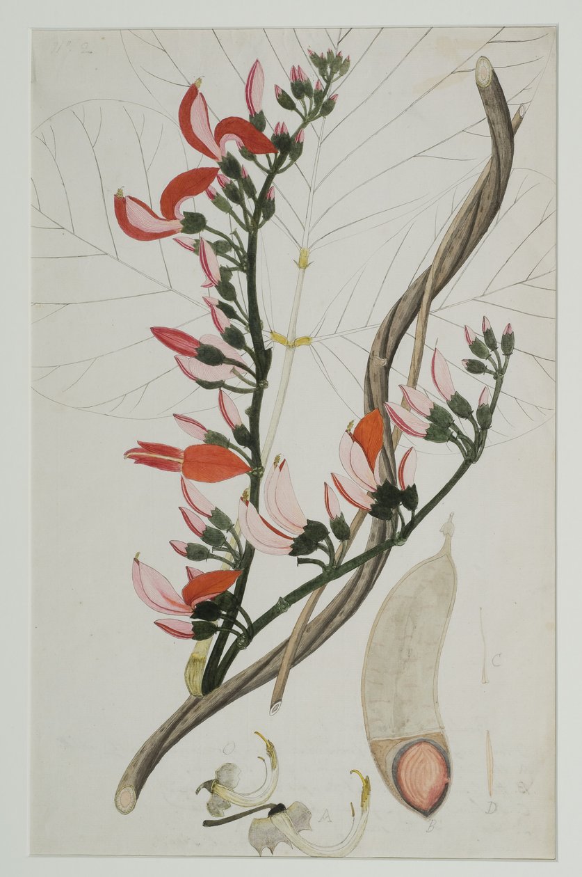 Butea superba Willd, 1787 by Indian School