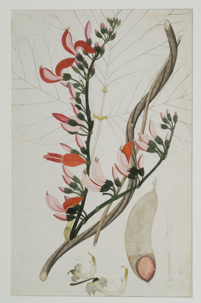 Butea superba Willd, 1787 (wc on paper) by Indian School