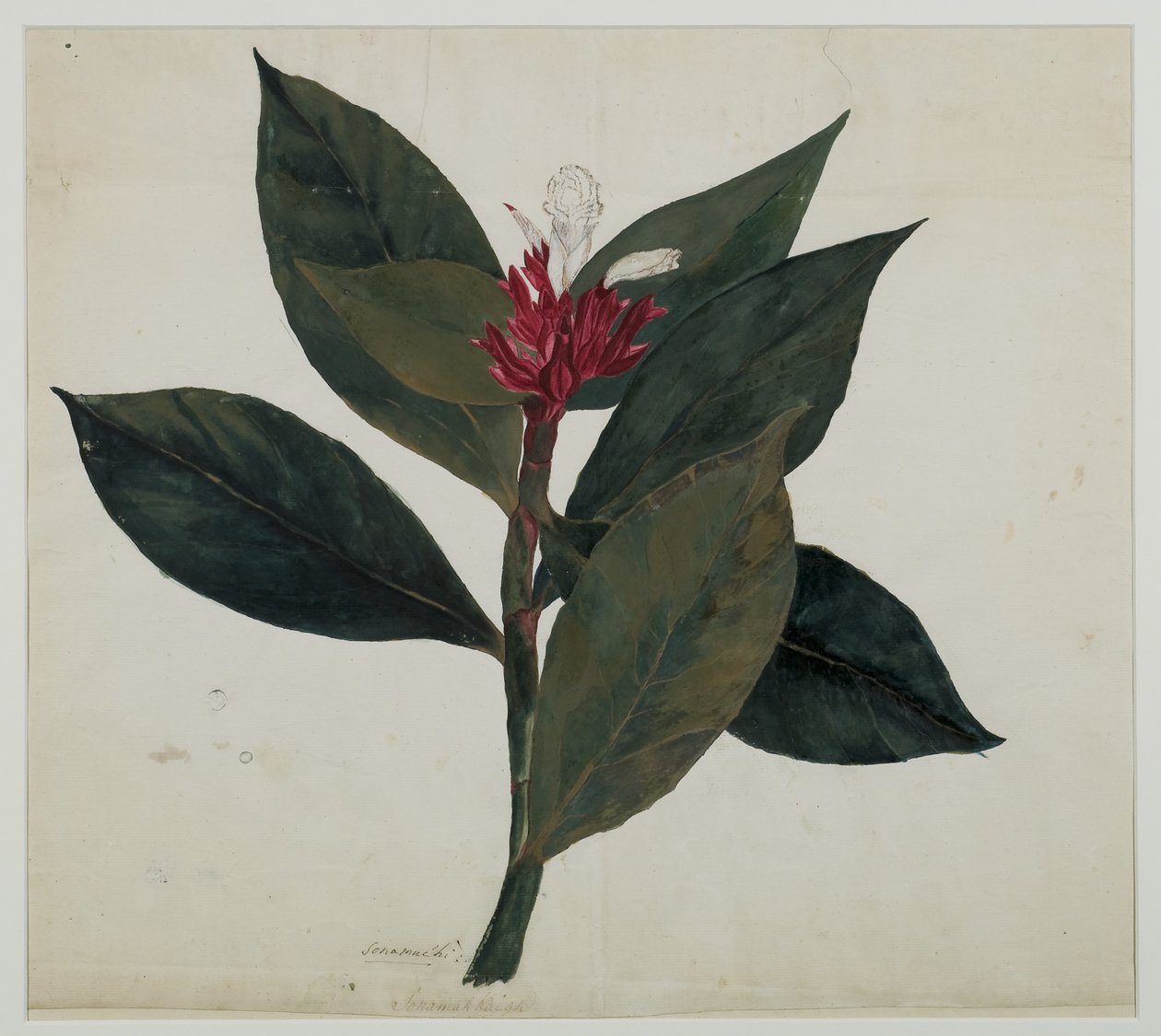 Sonamukhi, or Senna by Indian School