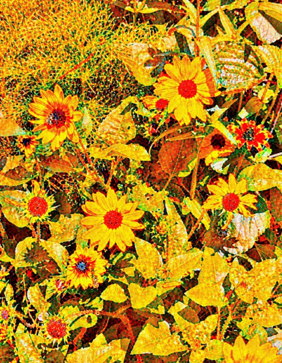 Sunflowers for Van Gogh by Margareta Uliarte