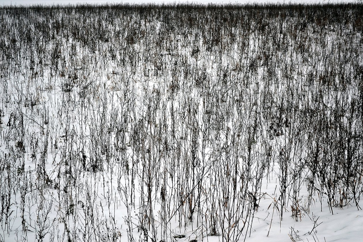 January by Alexandra Gertrud Maria Marx