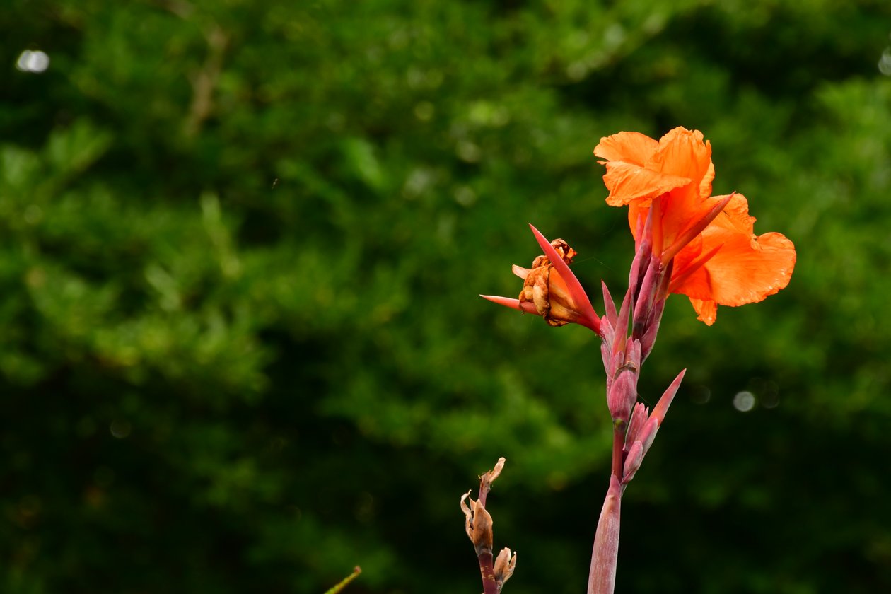 Captured roses against soft natural and artistic background by Albert Mansour