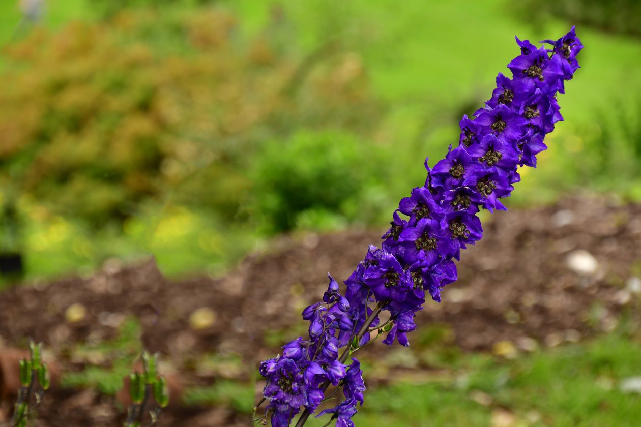 Captured roses against soft natural and artistic background by Albert Mansour