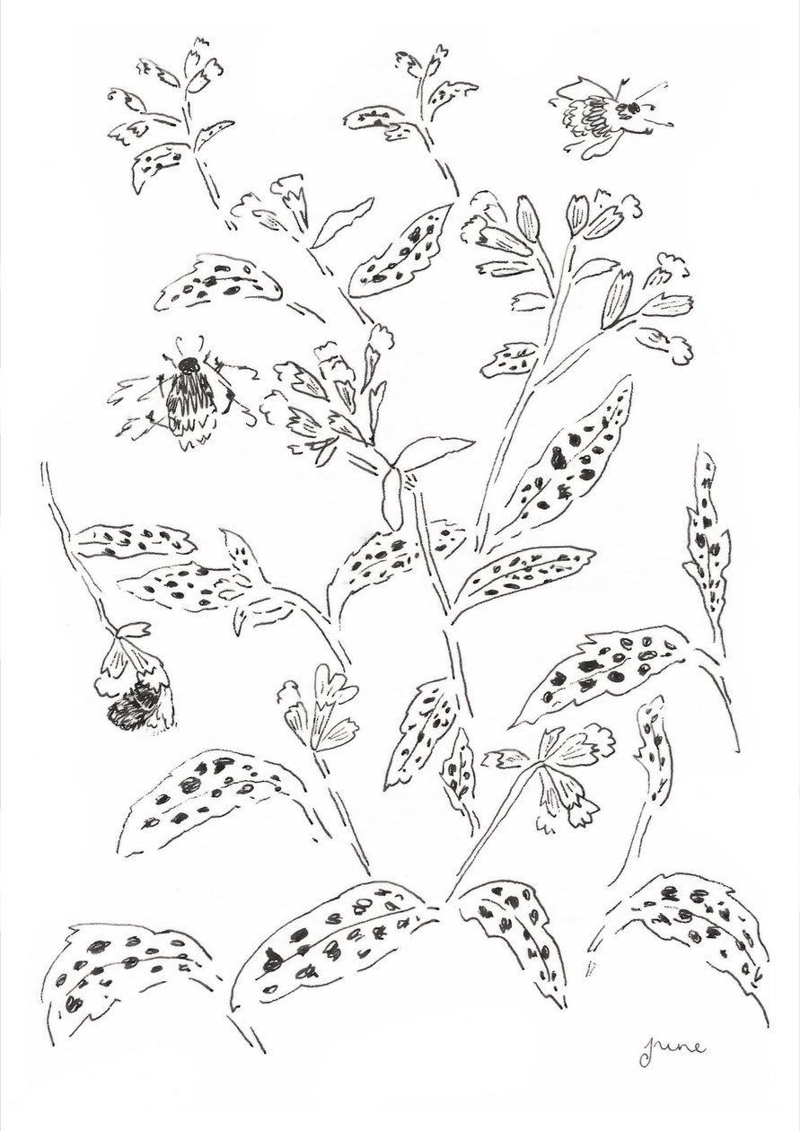 Bumblebee and Wildflower Study by june art