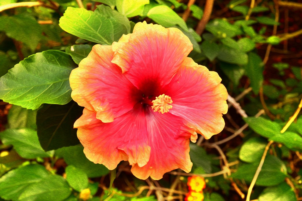 Floral Fine Art by Albert Mansour
