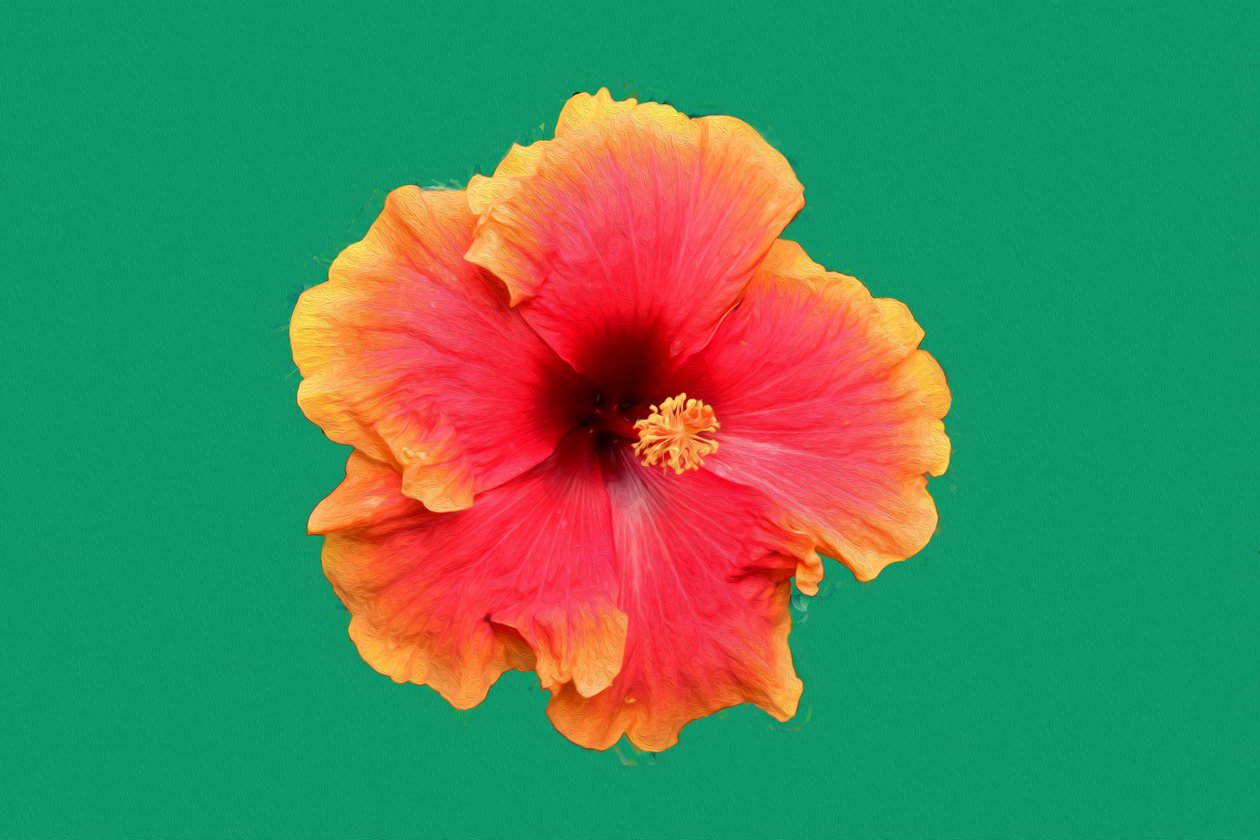 Floral Fine Art by Albert Mansour