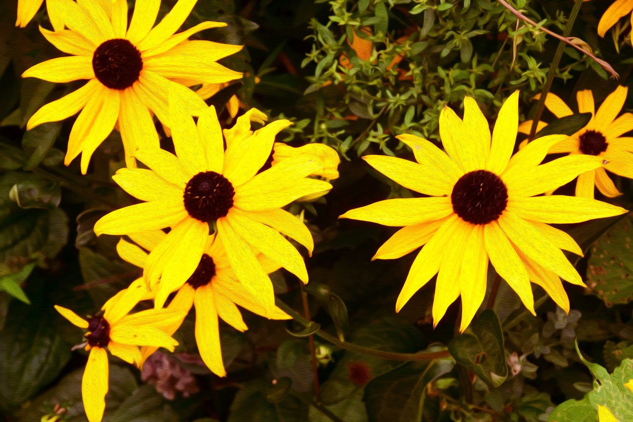 Floral Fine Art by Albert Mansour