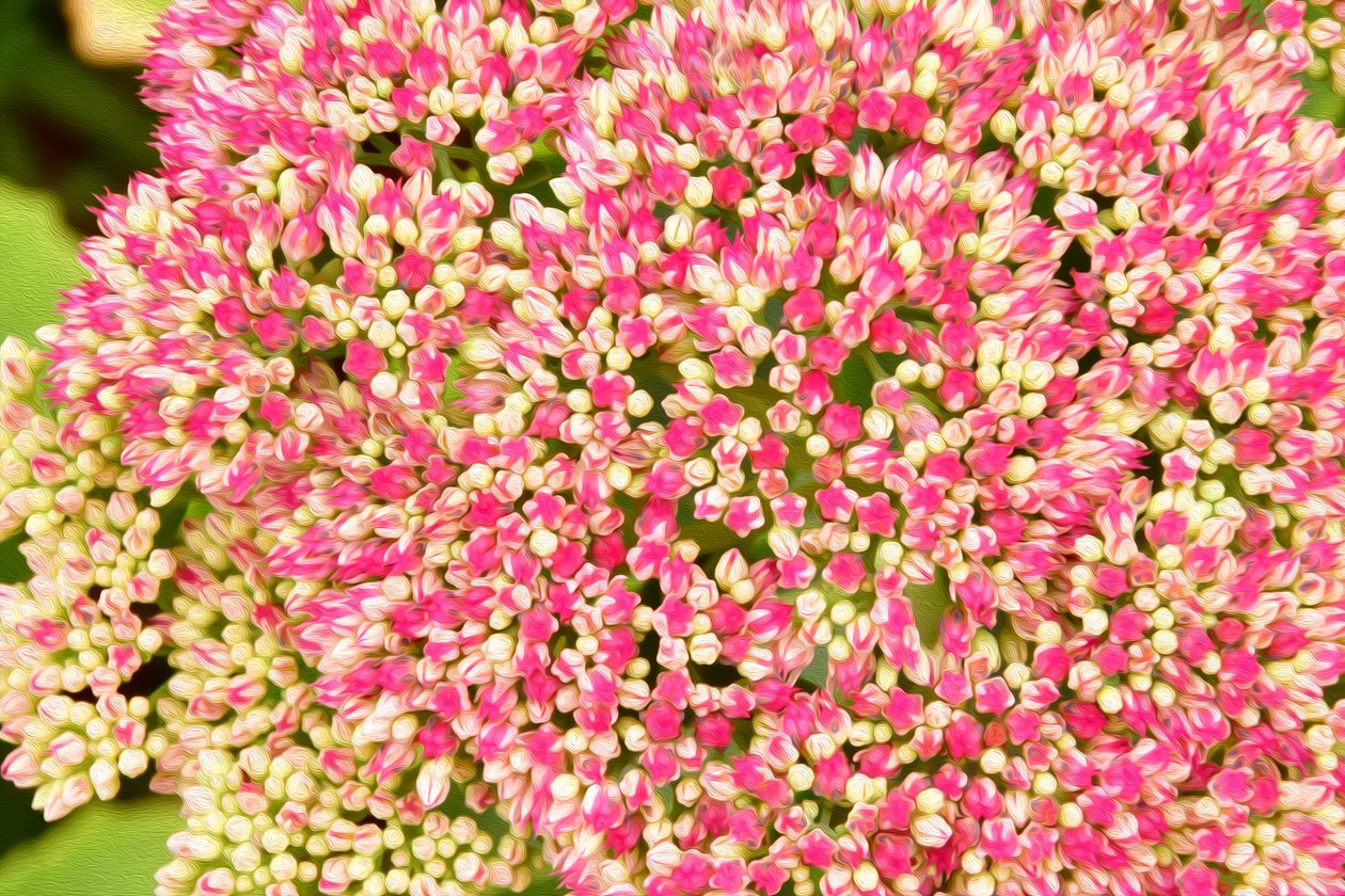 Floral Fine Art by Albert Mansour