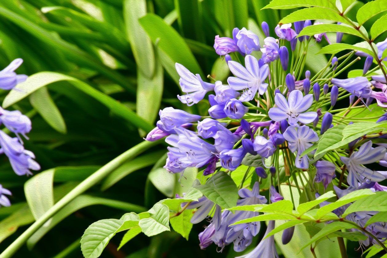 Floral Fine Art by Albert Mansour