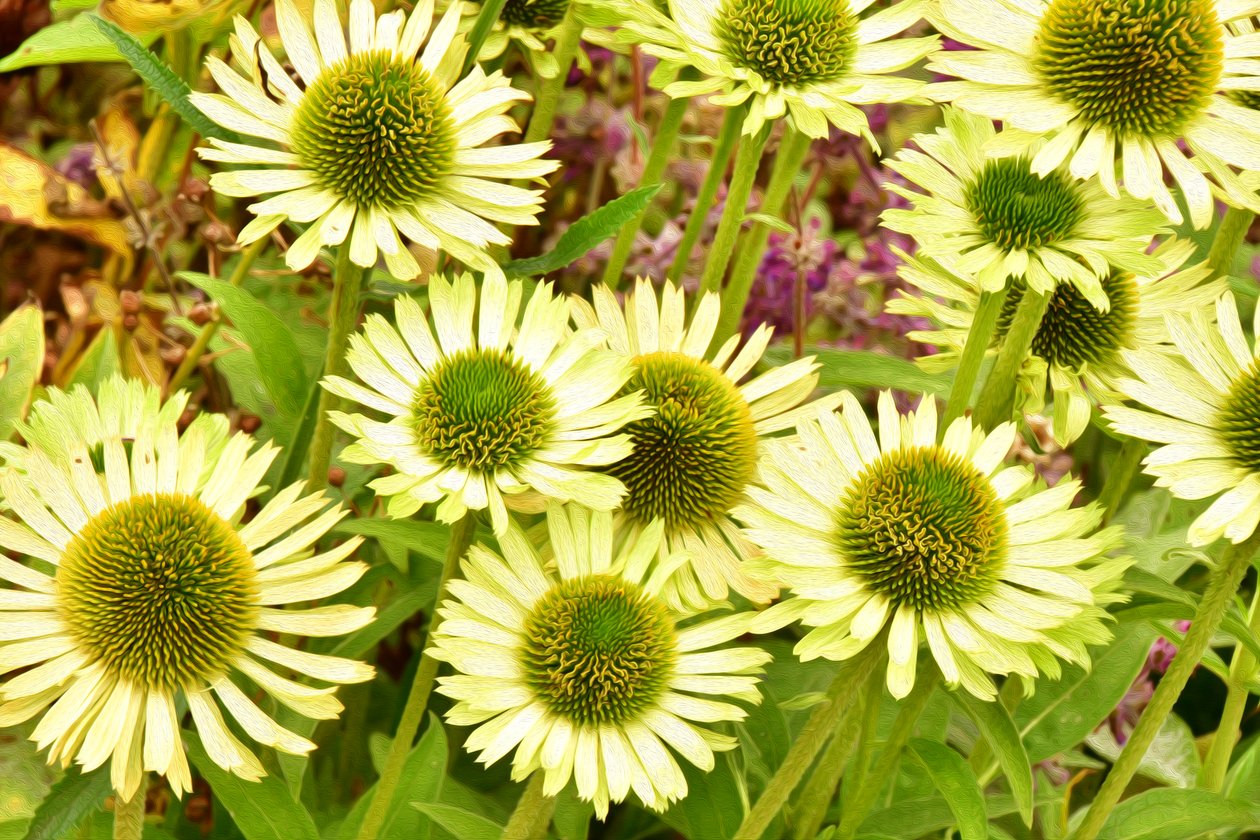 Floral Fine Art by Albert Mansour
