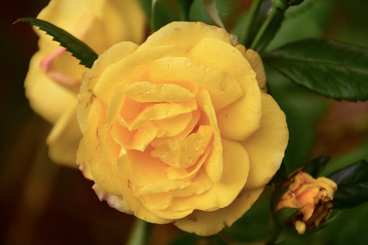 Floral Fine Art by Albert Mansour