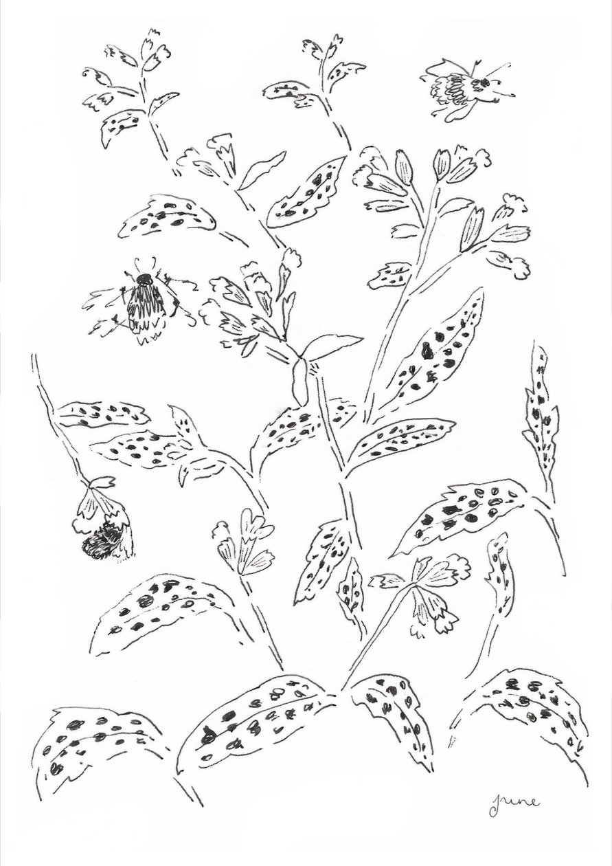 Bumblebee and Wildflower Study by june art